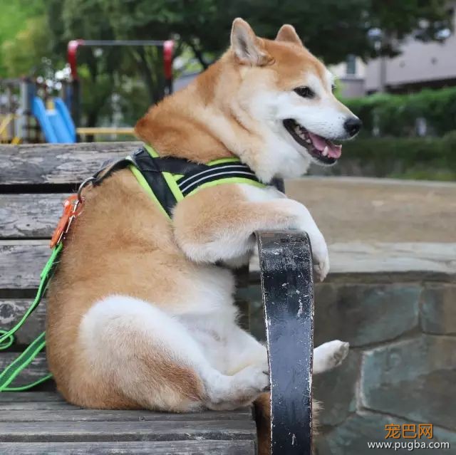 遛狗时请离这个地方远点，否则...-11.jpeg
