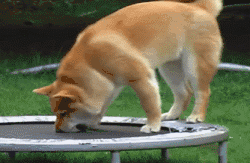 遛狗时请离这个地方远点，否则...-10.gif