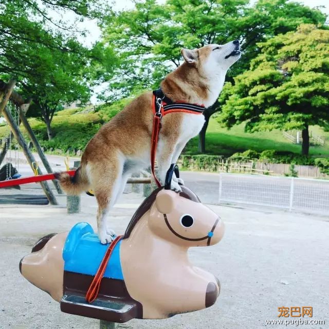 遛狗时请离这个地方远点，否则...-13.jpeg