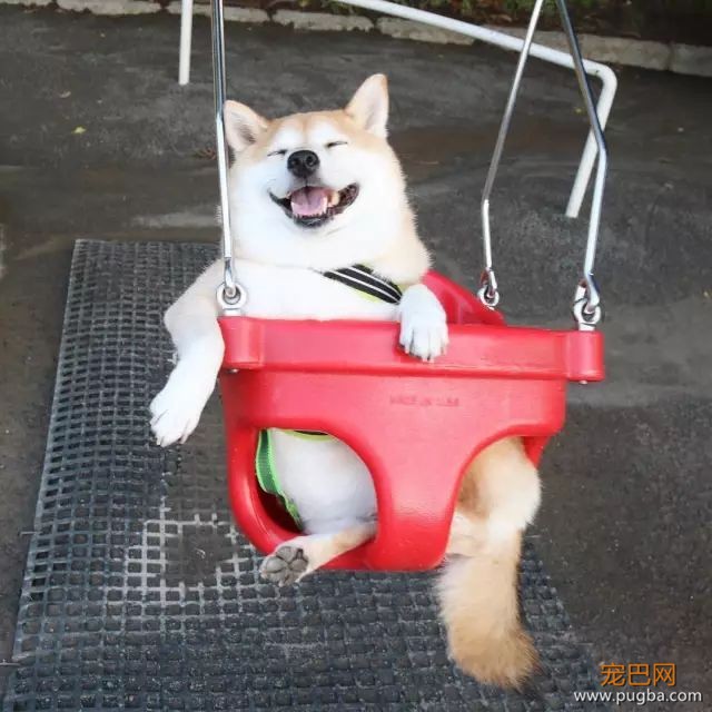 遛狗时请离这个地方远点，否则...-16.jpeg