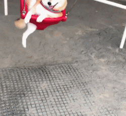 遛狗时请离这个地方远点，否则...-17.gif
