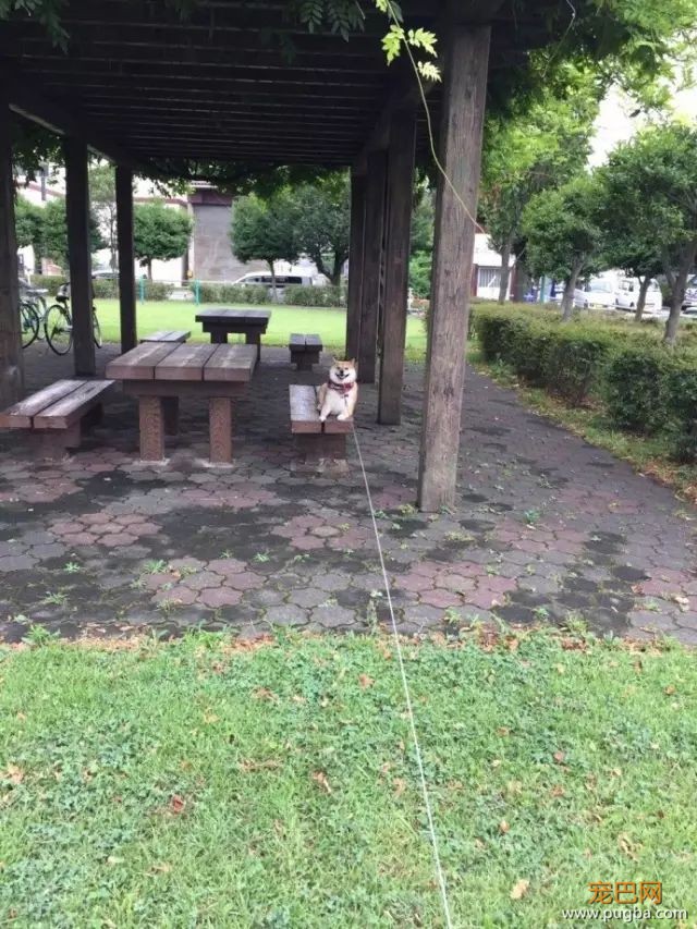 遛狗时请离这个地方远点，否则...-20.jpeg