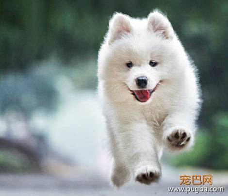 训练狗不叫的方法，有烦恼的主人要看看啦！-3.jpeg