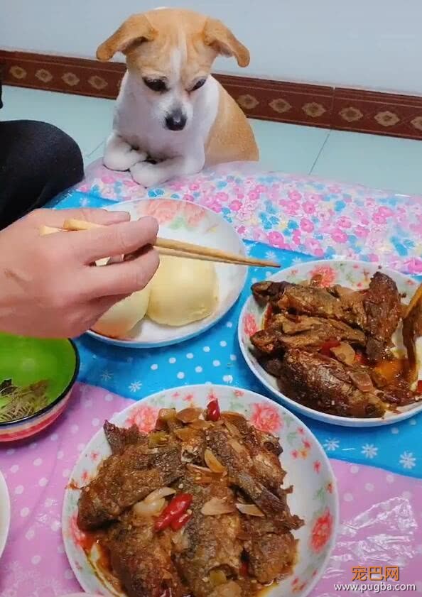 小狗趴在桌上盯着肉盆，眼珠都要掉了，主人拒绝喂狗-1.jpeg