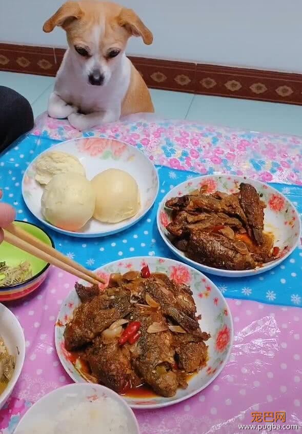 小狗趴在桌上盯着肉盆，眼珠都要掉了，主人拒绝喂狗-2.jpeg