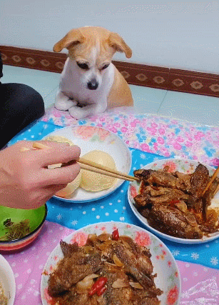 小狗趴在桌上盯着肉盆，眼珠都要掉了，主人拒绝喂狗-4.gif