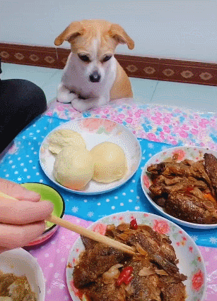 小狗趴在桌上盯着肉盆，眼珠都要掉了，主人拒绝喂狗-5.gif
