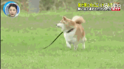 主人被绑架，狗砸啥反应？前面笑喷了，最后却哭惨了！-3.gif