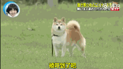 主人被绑架，狗砸啥反应？前面笑喷了，最后却哭惨了！-6.gif