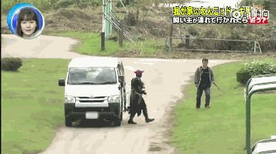 主人被绑架，狗砸啥反应？前面笑喷了，最后却哭惨了！-2.gif