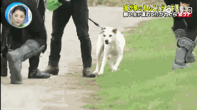 主人被绑架，狗砸啥反应？前面笑喷了，最后却哭惨了！-10.gif