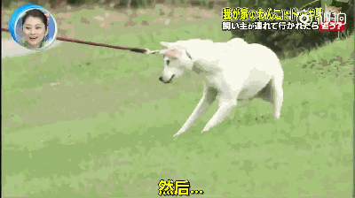主人被绑架，狗砸啥反应？前面笑喷了，最后却哭惨了！-11.gif