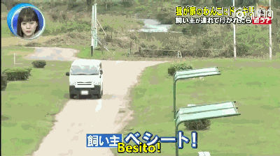 主人被绑架，狗砸啥反应？前面笑喷了，最后却哭惨了！-12.gif