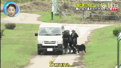 主人被绑架，狗砸啥反应？前面笑喷了，最后却哭惨了！-16.gif
