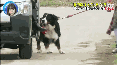 主人被绑架，狗砸啥反应？前面笑喷了，最后却哭惨了！-15.gif