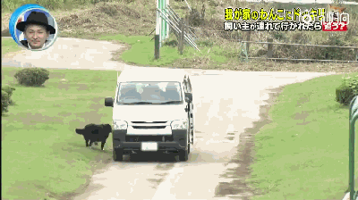 主人被绑架，狗砸啥反应？前面笑喷了，最后却哭惨了！-17.gif