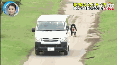 主人被绑架，狗砸啥反应？前面笑喷了，最后却哭惨了！-18.gif