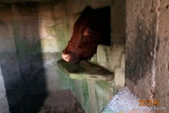 老牛好奇把头伸进洞里，不料被卡住出不来，场面一度非常的尴尬-2.jpeg
