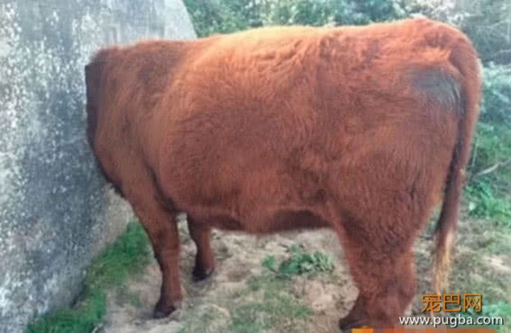 老牛好奇把头伸进洞里，不料被卡住出不来，场面一度非常的尴尬-1.jpeg