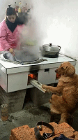 姐姐家的金毛会烧火做饭，竟然还一本正经的！真是成精的节奏！-1.gif
