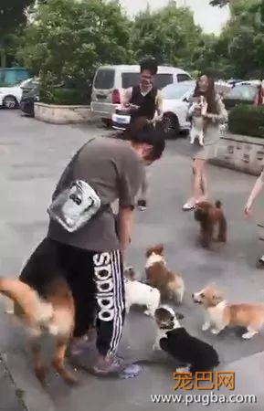 柯基宝宝半路认爸，大德牧懵逼了：你们谁啊？-1.jpeg