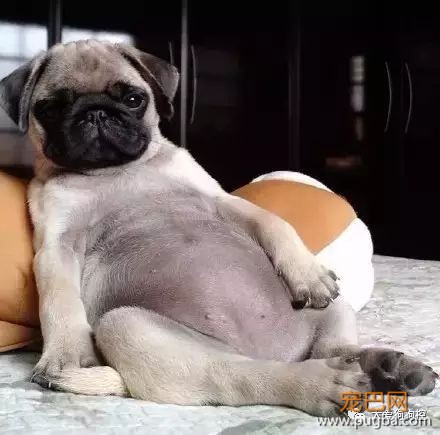 没想到巴哥犬胖起来竟然是这个样子的...-1.jpeg