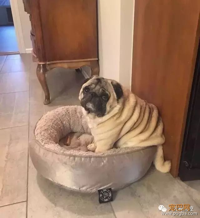 没想到巴哥犬胖起来竟然是这个样子的...-3.jpeg