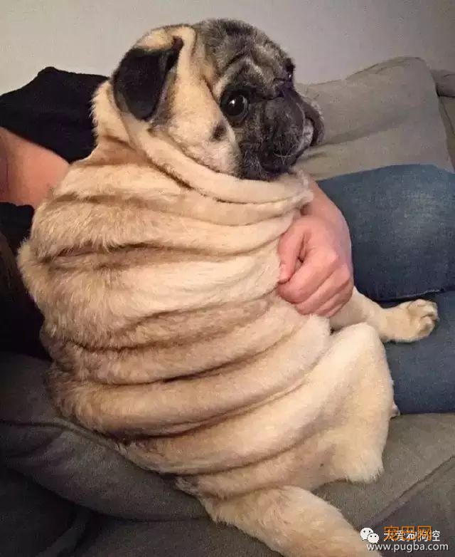 没想到巴哥犬胖起来竟然是这个样子的...-2.jpeg