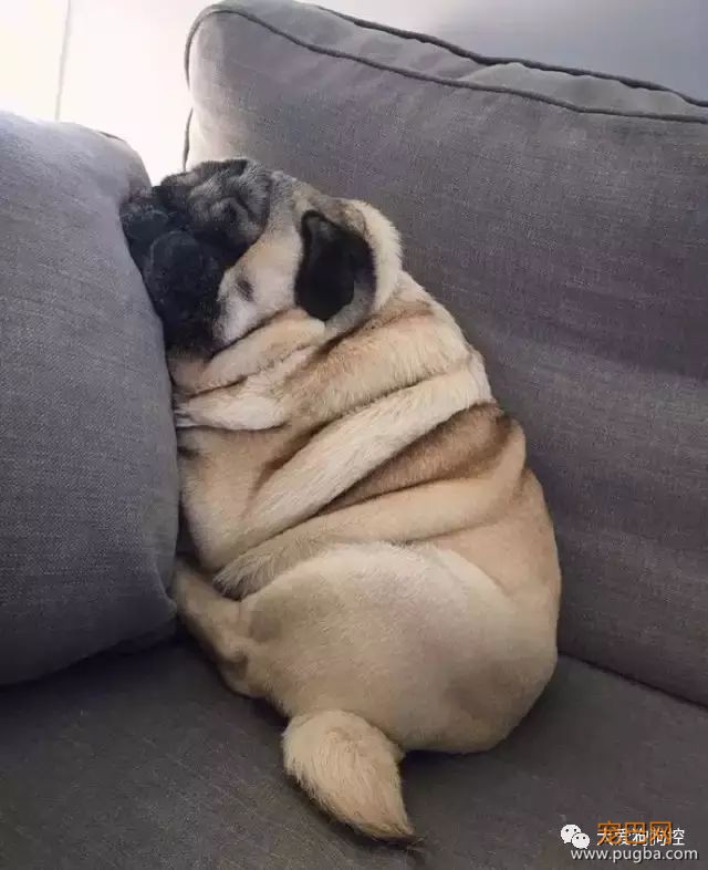 没想到巴哥犬胖起来竟然是这个样子的...-5.jpeg
