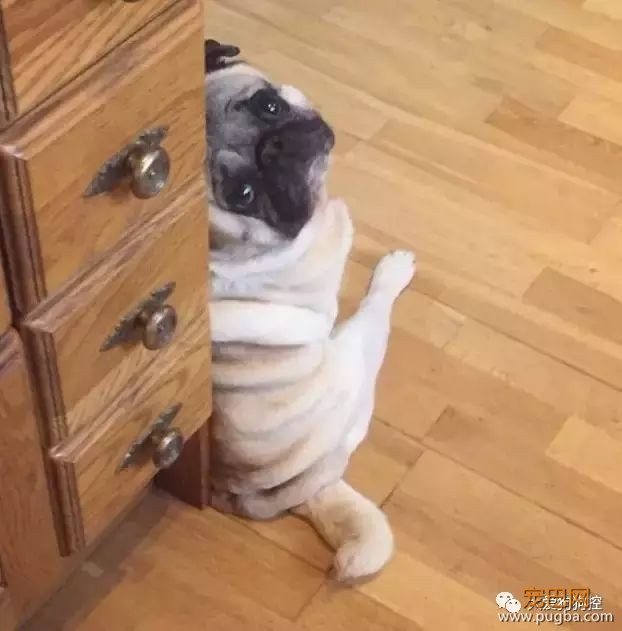 没想到巴哥犬胖起来竟然是这个样子的...-4.jpeg