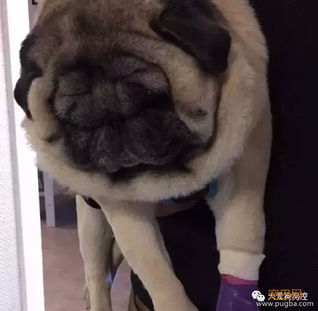 没想到巴哥犬胖起来竟然是这个样子的...-7.jpeg