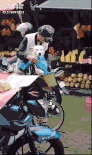 又想骗我养狗，在抖音上她学会了爱与陪伴的秘诀-11.gif