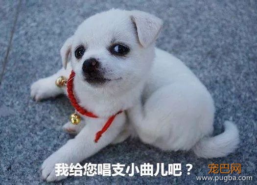 又想骗我养狗，在抖音上她学会了爱与陪伴的秘诀-12.jpeg