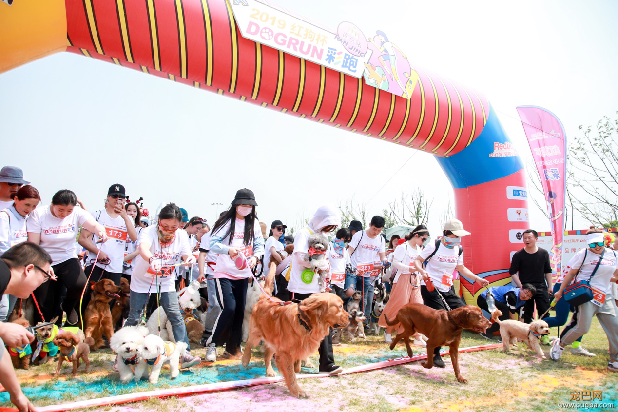 红狗杯2019DOGRUN彩跑起航，南京站精彩纷呈！-1.png