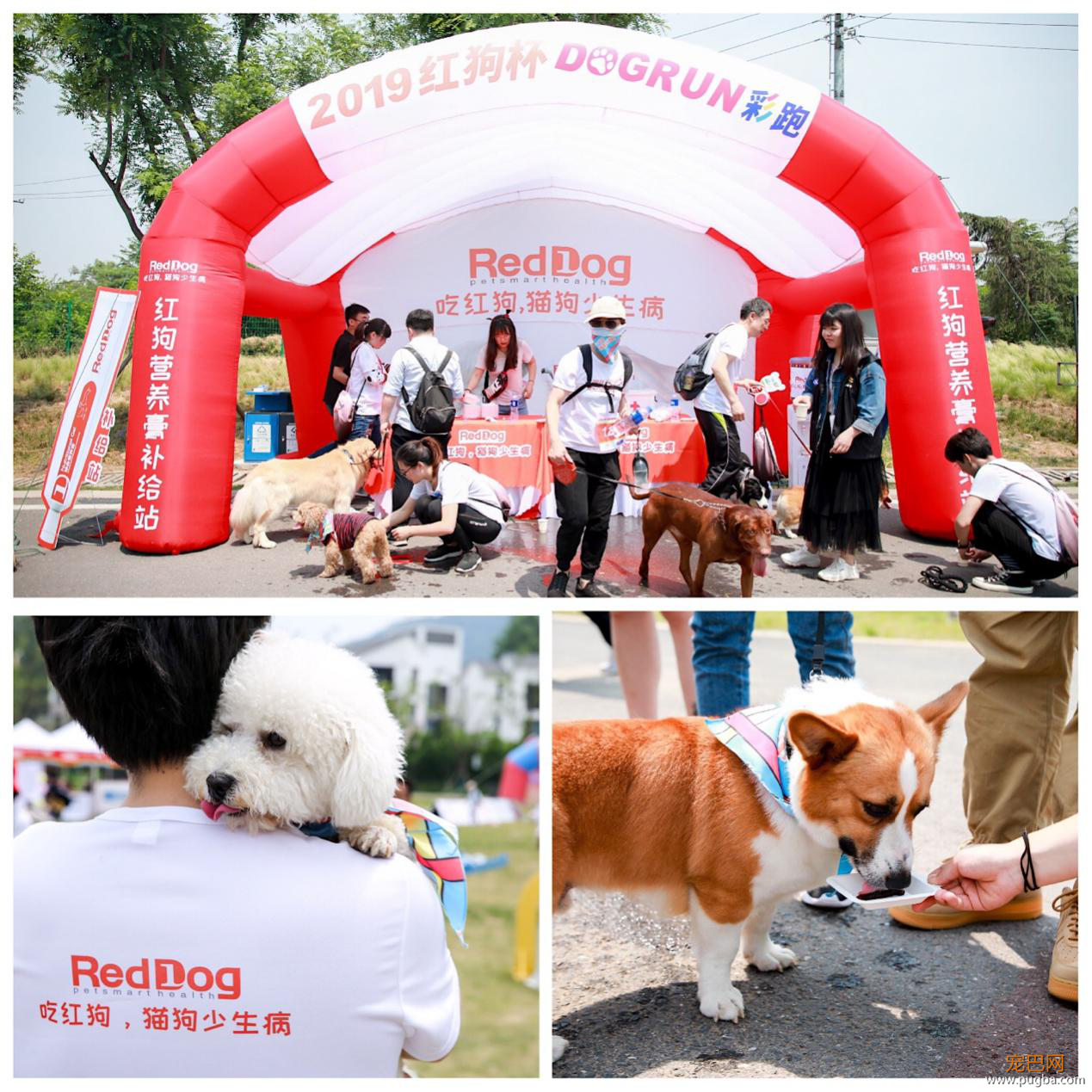 红狗杯2019DOGRUN彩跑起航，南京站精彩纷呈！-2.png