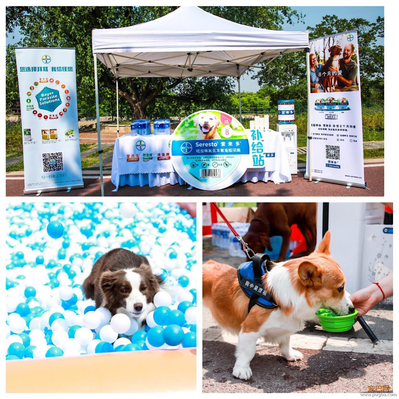 红狗杯2019DOGRUN彩跑起航，南京站精彩纷呈！-3.png