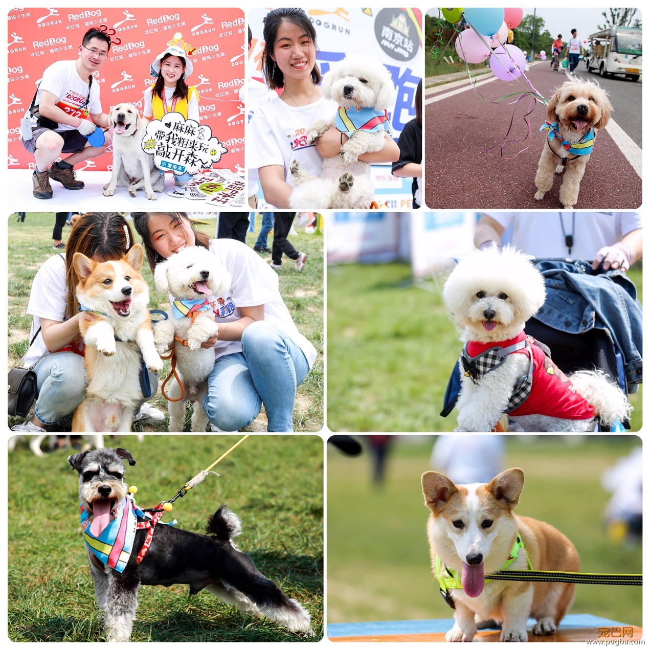 红狗杯2019DOGRUN彩跑起航，南京站精彩纷呈！-8.png