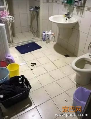 三个超级实用训狗方法，还你一只乖狗狗-2.jpeg
