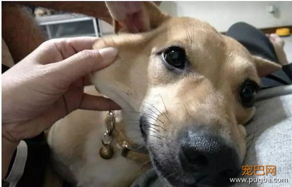 三个超级实用训狗方法，还你一只乖狗狗-4.jpeg