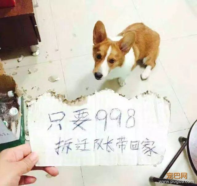 三个超级实用训狗方法，还你一只乖狗狗-5.jpeg