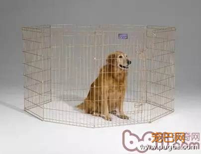 宠物骨折术后怎样进行功能锻炼-3.jpeg