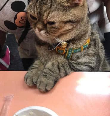 主人自顾自的吃鱼，不给猫咪吃，猫咪的眼神却让人笑掉大牙！-3.jpeg