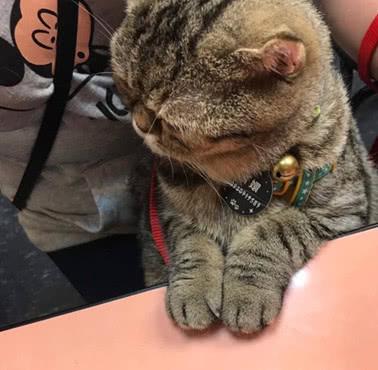 主人自顾自的吃鱼，不给猫咪吃，猫咪的眼神却让人笑掉大牙！-4.jpeg