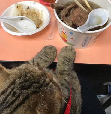 主人自顾自的吃鱼，不给猫咪吃，猫咪的眼神却让人笑掉大牙！-1.jpeg