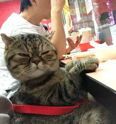 主人自顾自的吃鱼，不给猫咪吃，猫咪的眼神却让人笑掉大牙！-2.jpeg