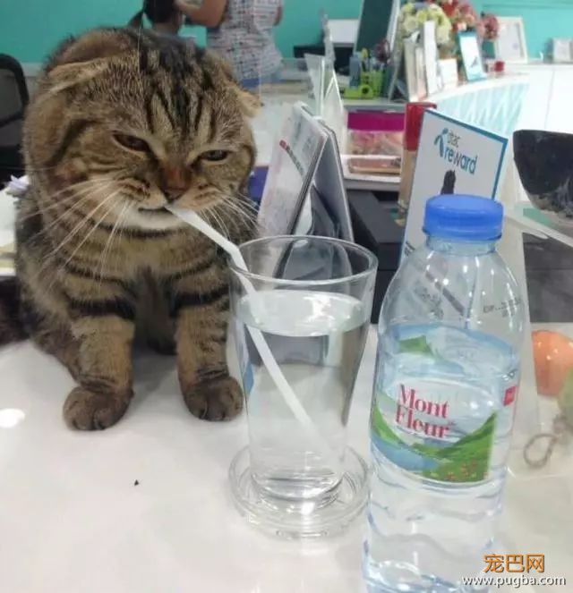 主人给猫咪倒了杯水，猫咪：手拿开，我自己喝！-1.jpeg