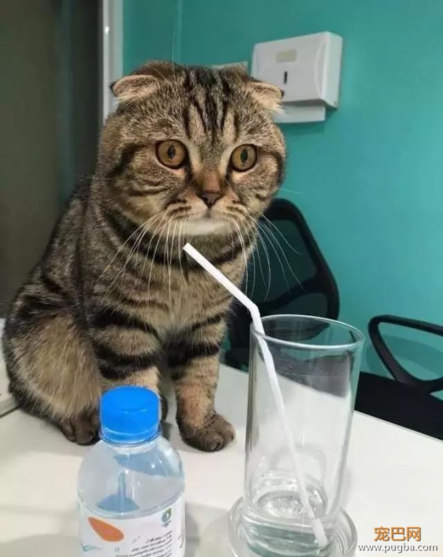 主人给猫咪倒了杯水，猫咪：手拿开，我自己喝！-4.jpeg