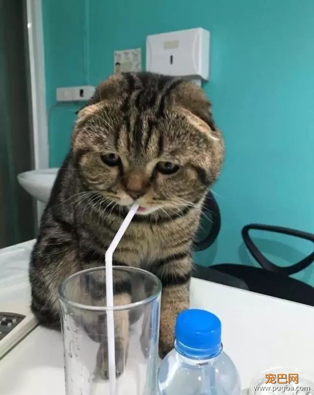 主人给猫咪倒了杯水，猫咪：手拿开，我自己喝！-2.jpeg