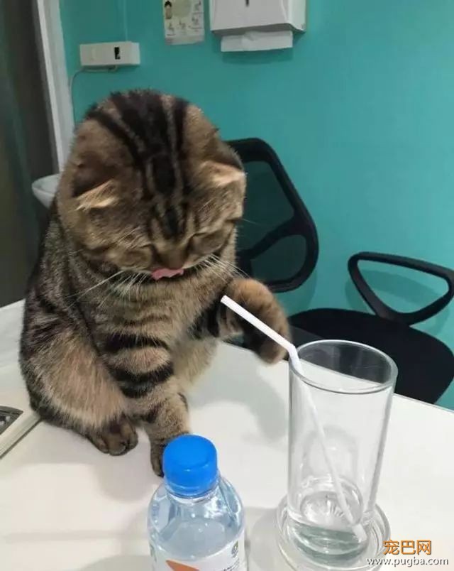 主人给猫咪倒了杯水，猫咪：手拿开，我自己喝！-3.jpeg