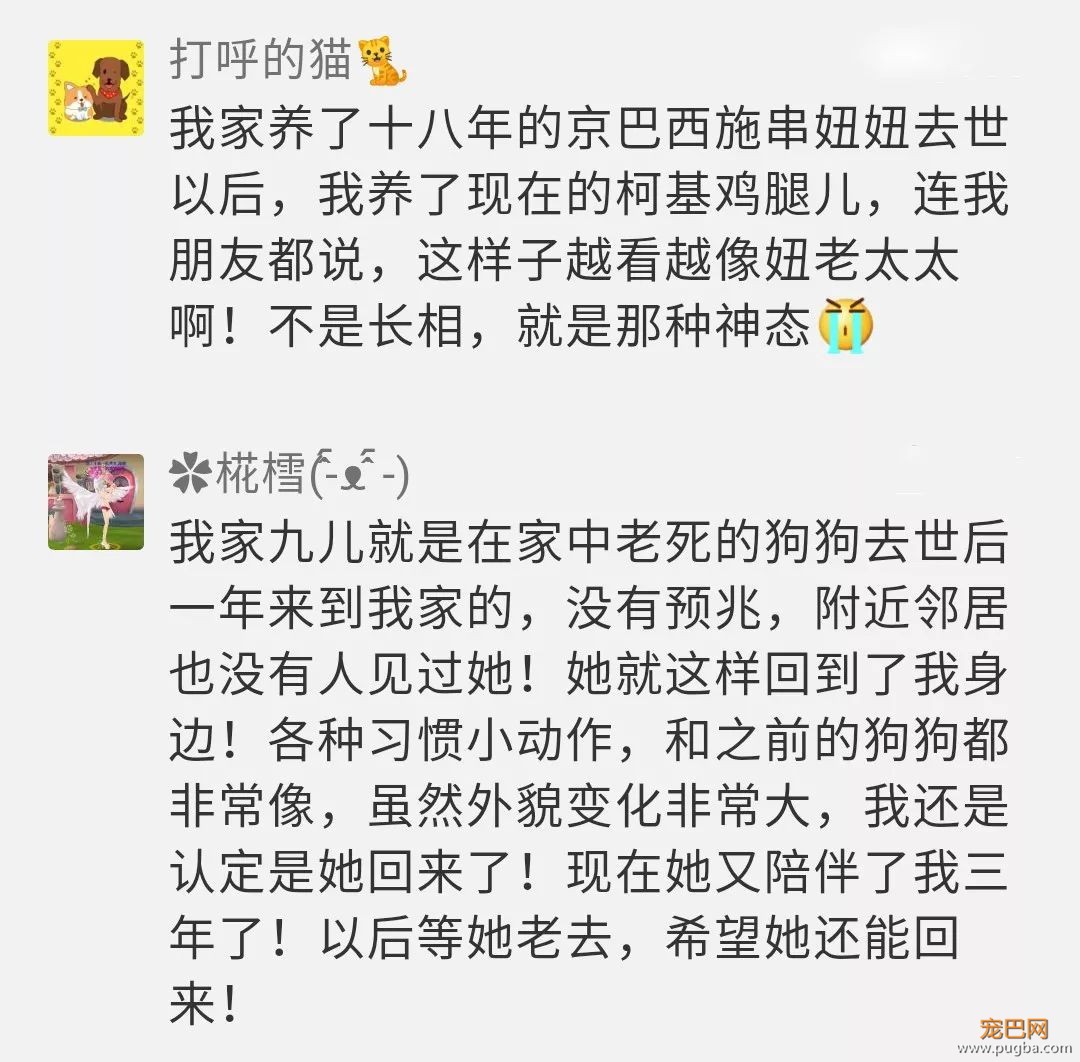 你相信狗狗离世后，还会回来吗？-3.jpeg